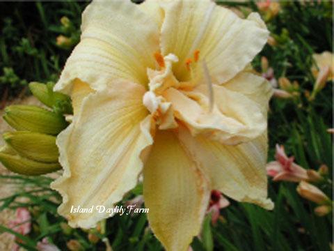 Photo of Daylily (Hemerocallis 'Vanilla Fluff') uploaded by Joy