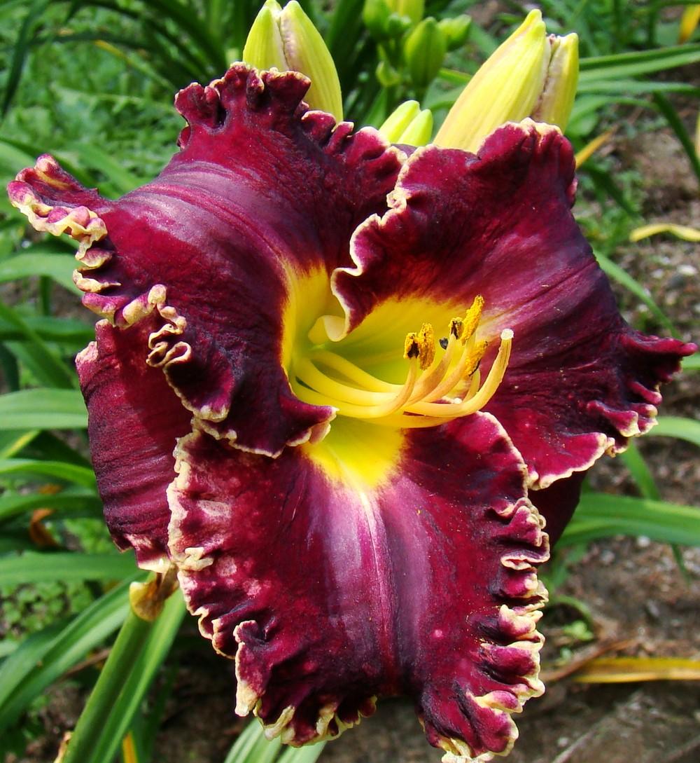 Photo of Daylily (Hemerocallis 'Larry's Obsession') uploaded by nh4me