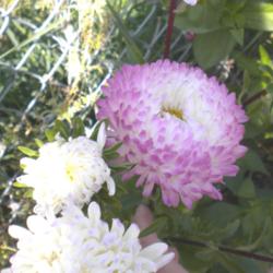 Location: NE Washington, Zone 5b
Date: 8/11/12
Chinese aster \"Opus\" mature bloom