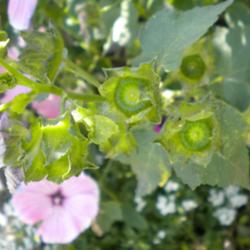 Location: NE Washington, Zone 5b
Date: 8/11/12
Green (unripe) developing seed pods