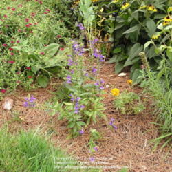 Location: My Cincinnati Ohio garden
Date: August 10, 2012
Lobelia fan blue