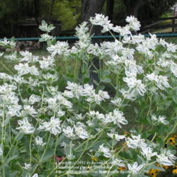 Location: My Cincinnati Ohio garden
Date: August 10, 2012
Euphorbia marginata
