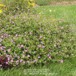 Location: My Cincinnati Ohio garden
Date: August 10, 2012
Geranium wlassovianum