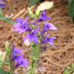 Location: My Cincinnati Ohio garden
Date: August 10, 2012
Lobelia fan blue