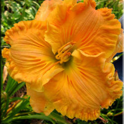 
Date: 2012-03-27
Courtesy of Quarles Daylilies Used with Permission
