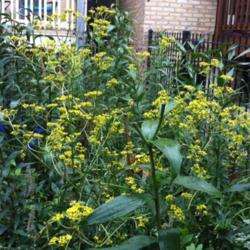 Location: Chicago, IL
Date: 2012-08-13 
One of my favorite perennials.  The airy, electric yellow blooms 
