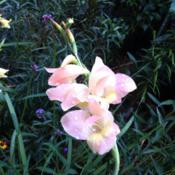 A graceful, wildflowery gladiolus that looks splendid in a mixed 