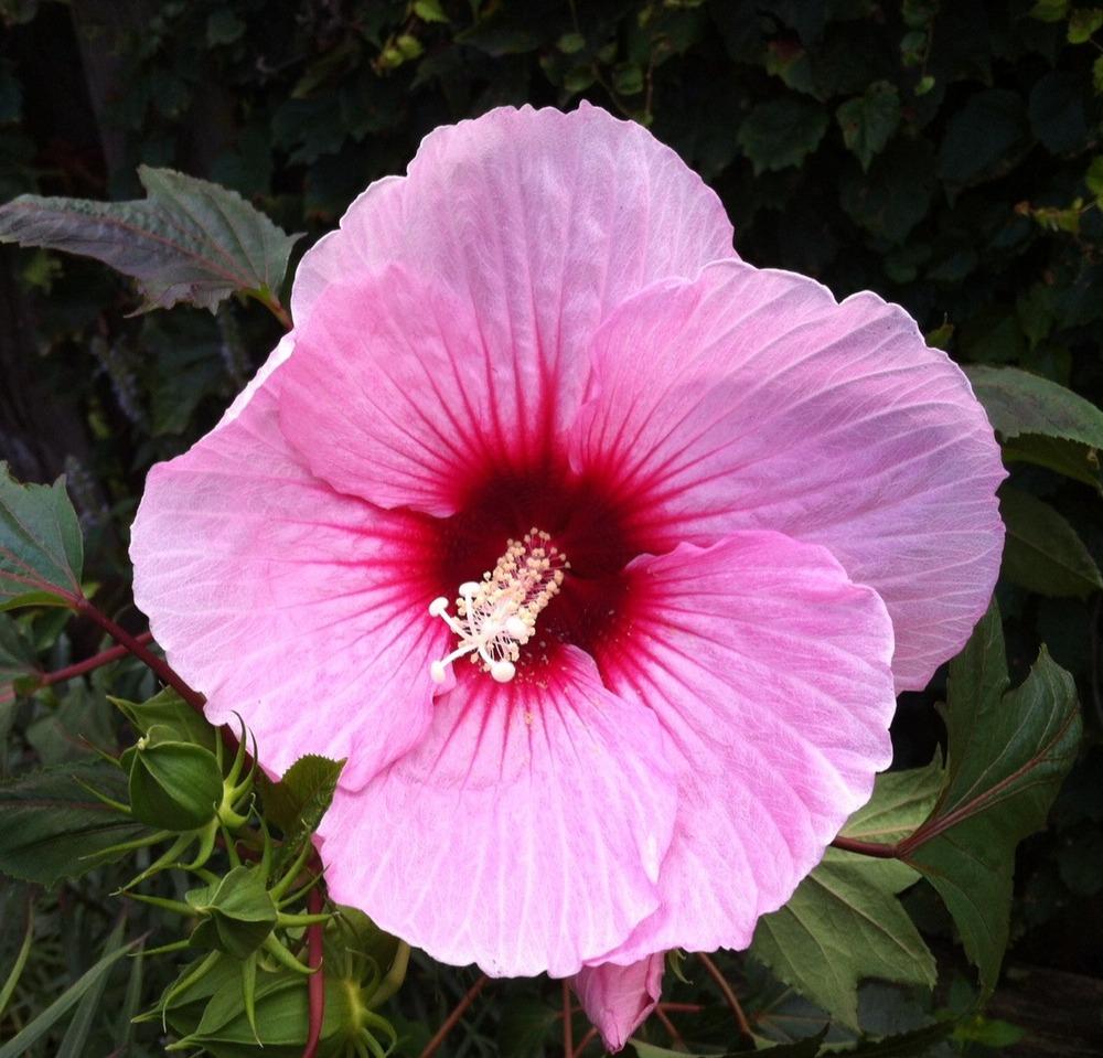 Photo of Hybrid Hardy Hibiscus (Hibiscus Summerific™ Summer Storm) uploaded by Ispahan