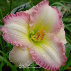 
Photo Courtesy of Daylily Sweetheart. Used with Permission.