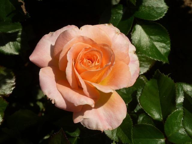 Photo of Rose (Rosa 'Day Breaker') uploaded by Steve812