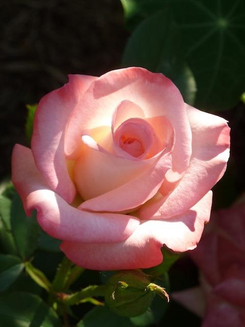 Photo of Rose (Rosa 'Gemini') uploaded by Steve812