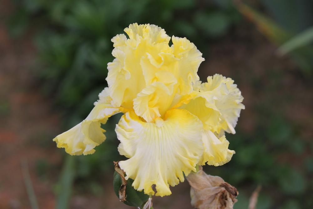 Photo of Tall Bearded Iris (Iris 'Sun Shine In') uploaded by ARUBA1334