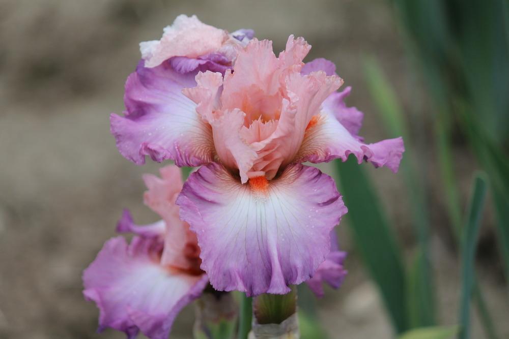 Photo of Tall Bearded Iris (Iris 'Blowing Kisses') uploaded by ARUBA1334