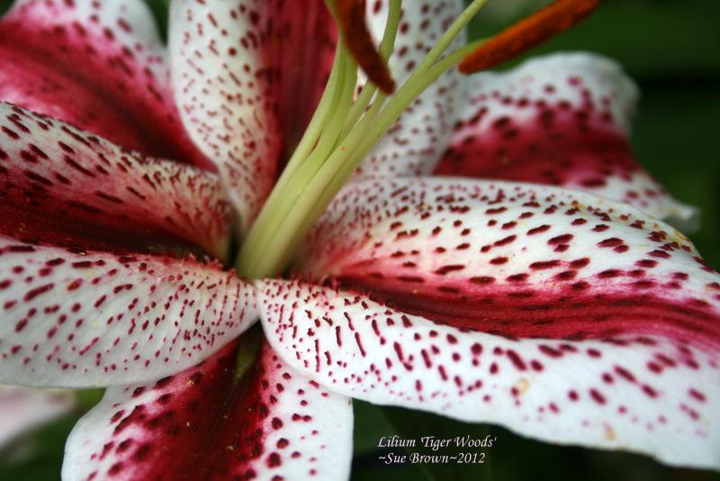 Photo of Lily (Lilium 'Tigerwoods') uploaded by Calif_Sue