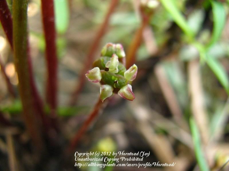 Photo of Erect centella (Centella erecta) uploaded by Horntoad