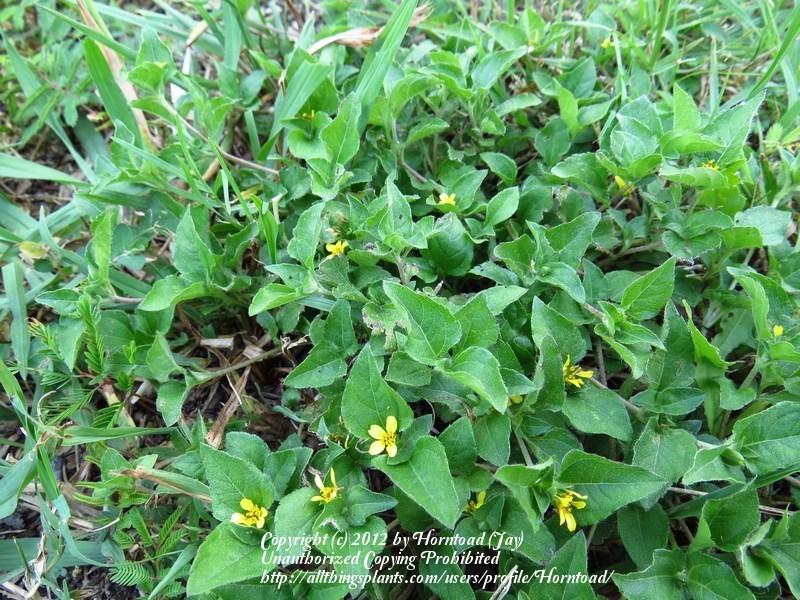 Photo of Horseherb (Calyptocarpus vialis) uploaded by Horntoad