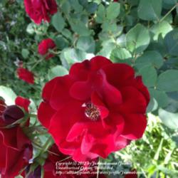 Location: Calgary, AB
Date: 2012-08-13 
One of the best dark red hardy shrub roses