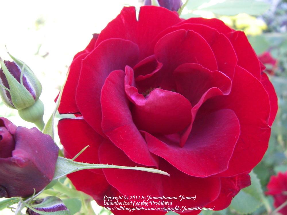 Photo of Rose (Rosa 'Hope for Humanity') uploaded by Joannabanana