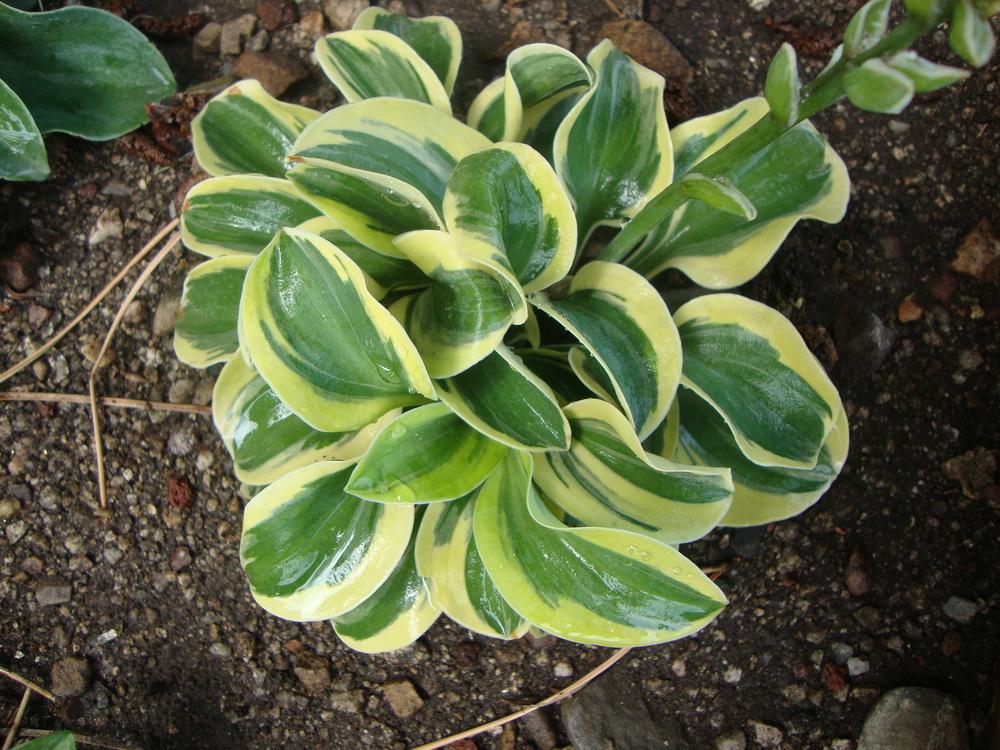 Photo of Hosta 'Mighty Mouse' uploaded by Paul2032