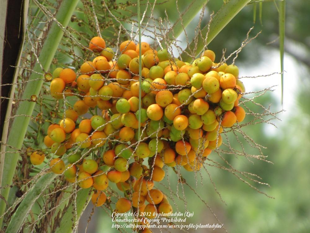 Photo of Pindo Palm (Butia capitata) uploaded by plantladylin