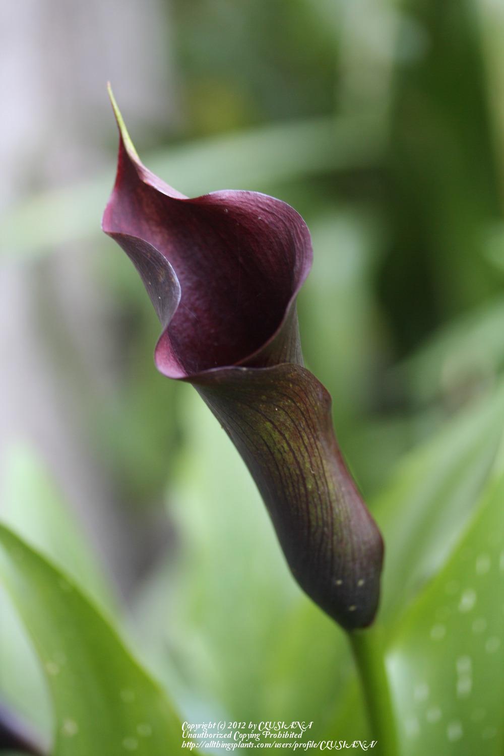 Photo of Calla Lily (Zantedeschia pentlandii 'Schwarzwalder') uploaded by CLUSIANA