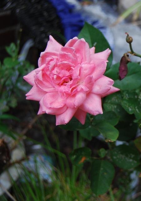 Photo of Rose (Rosa 'Queen Elizabeth') uploaded by Cinta