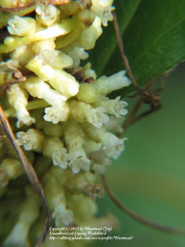 Photo of Compact Dodder (Cuscuta compacta) uploaded by Horntoad
