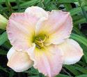 Photo of Daylily (Hemerocallis 'Love in the Library') uploaded by Joy
