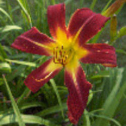 
Photo Courtesy of Strongs Daylilies. Used with Permission.