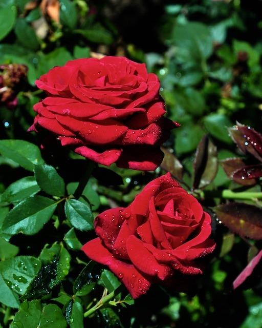 Photo of Rose (Rosa 'Royal William') uploaded by Steve812