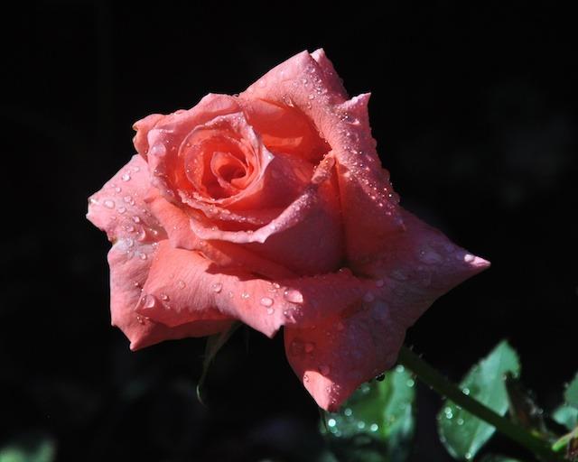 Photo of Rose (Rosa 'America') uploaded by Steve812