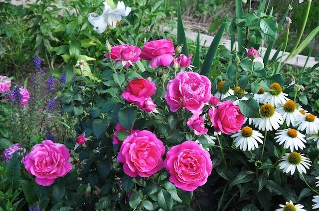 Photo of Rose (Rosa 'Grande Dame') uploaded by Steve812