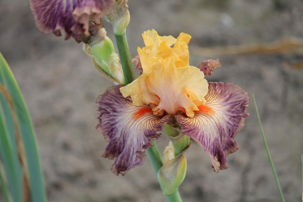 Photo of Tall Bearded Iris (Iris 'Samarkand Road') uploaded by ARUBA1334