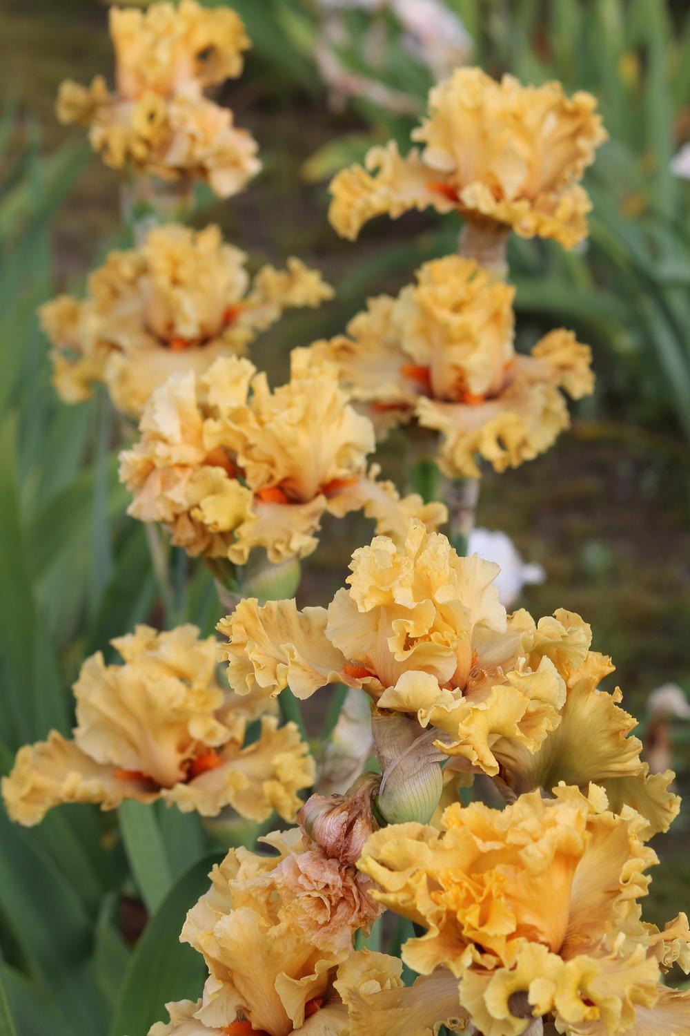 Photo of Tall Bearded Iris (Iris 'In Beauty') uploaded by ARUBA1334