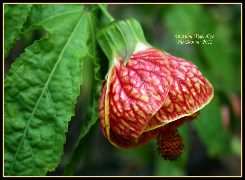 Photo of Flowering Maple (Abutilon 'Tiger Eye') uploaded by Calif_Sue