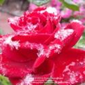 Winterizing Roses in the Extremes