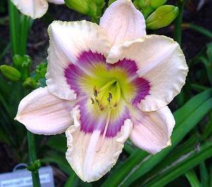 Photo of Daylily (Hemerocallis 'Lavender Rainbow') uploaded by Joy