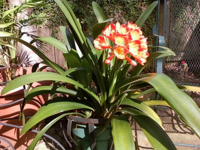 Photo of Clivias (Clivia) uploaded by ShadyGreenThumb
