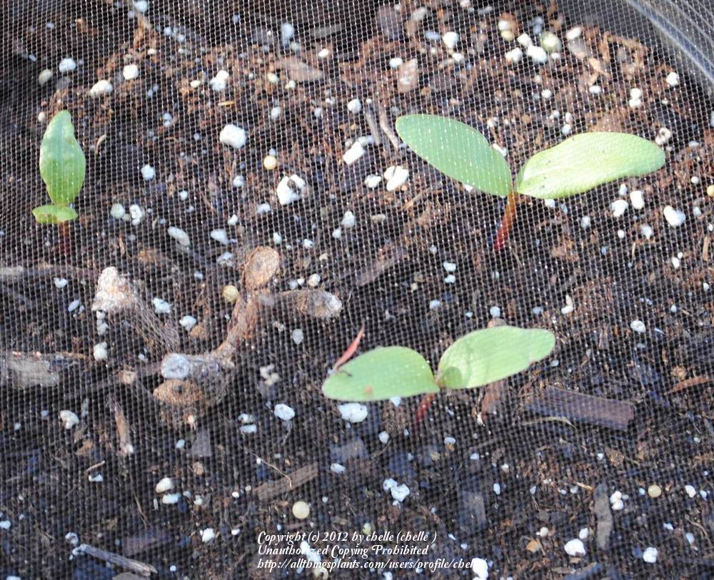 Photo of Malabar Spinach (Basella alba 'Rubra') uploaded by chelle