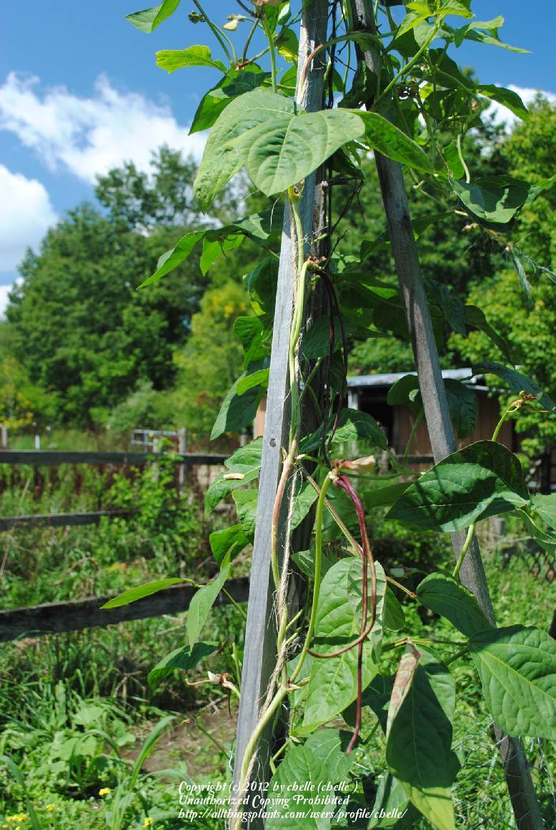 Photo of Yardlong Bean (Vigna sesquipedalis 'Red Noodle') uploaded by chelle