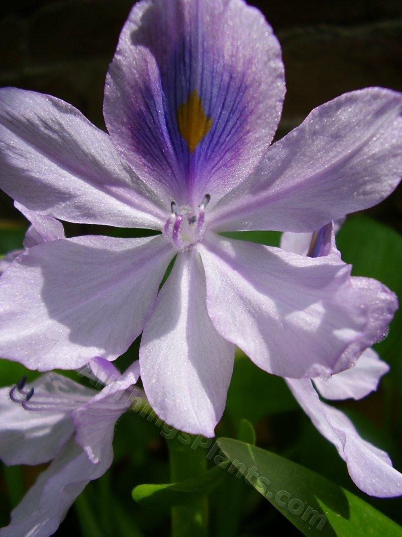 Photo of Water Hyacinth (Eichhornia crassipes) uploaded by kaleem