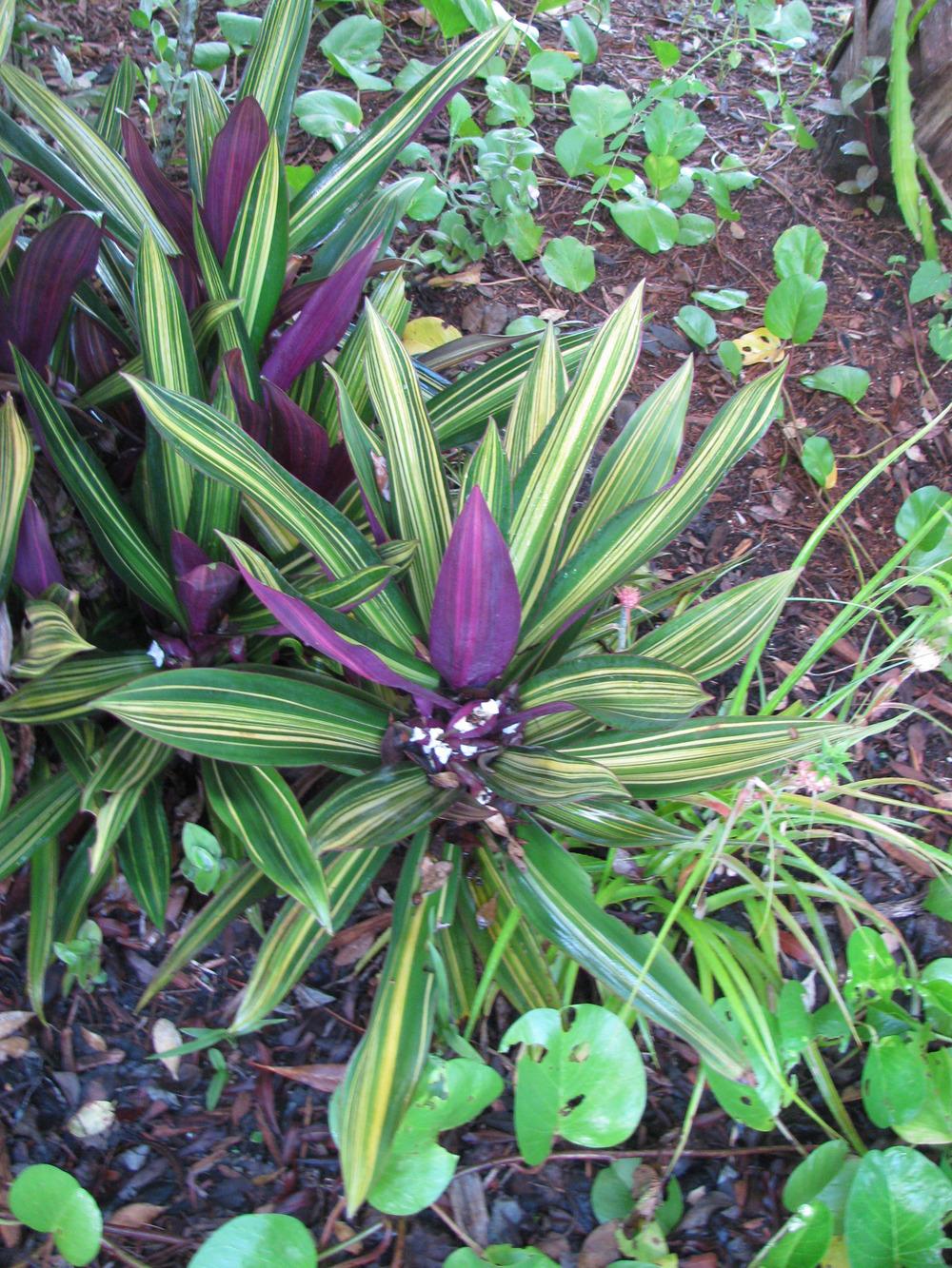 Photo of Oyster Plant (Tradescantia spathacea 'Vittata') uploaded by Dutchlady1