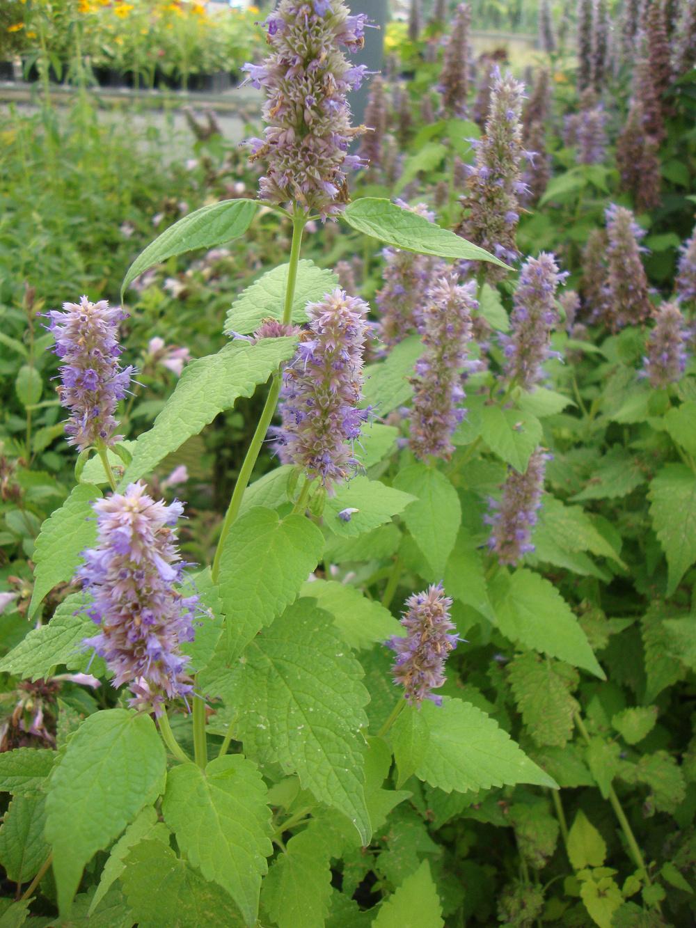 Photo of Anise Hyssop (Agastache foeniculum 'Golden Jubilee') uploaded by Paul2032