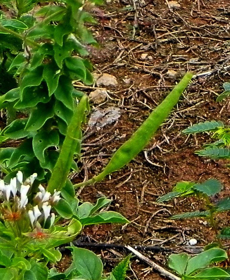 Photo of Clammyweed (Polanisia dodecandra) uploaded by imabirdnut