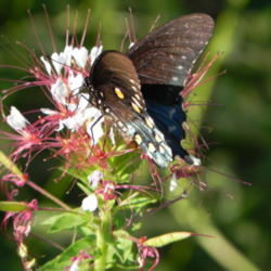 Location: Butterfly garden
Date: 2012-06-11
Pipevine Swallowtail nectaring on Clammyweed flower.