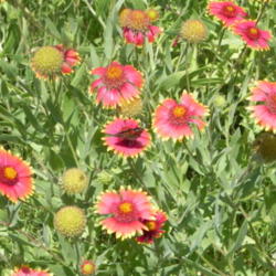 Location: Meadow
Date: 2012-05-16
Texas Native Indian Blanket