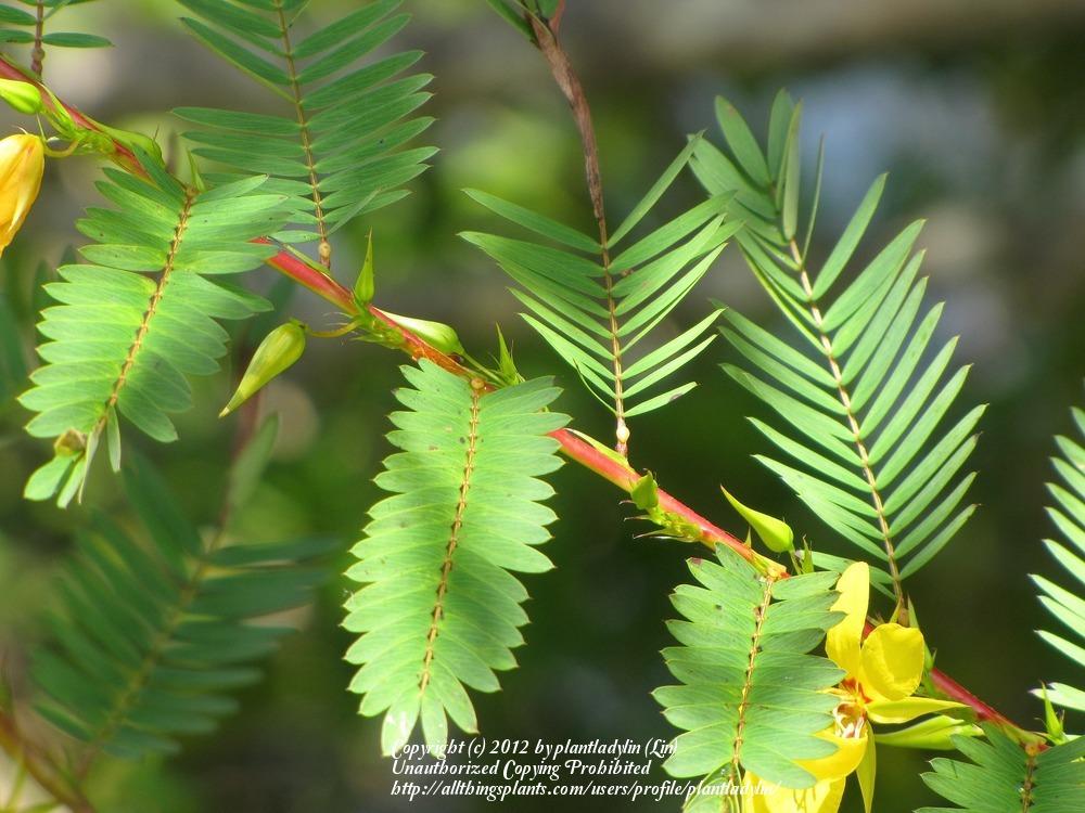 Photo of Partridge Pea (Chamaecrista fasciculata) uploaded by plantladylin