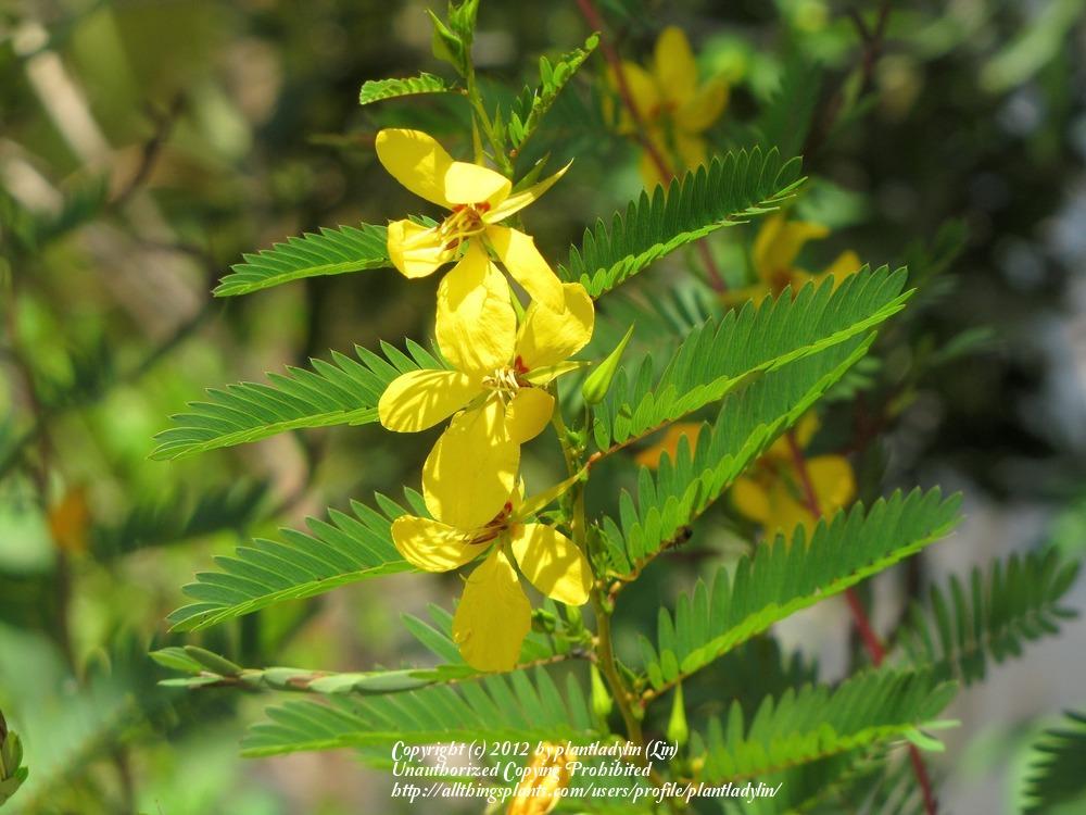 Photo of Partridge Pea (Chamaecrista fasciculata) uploaded by plantladylin