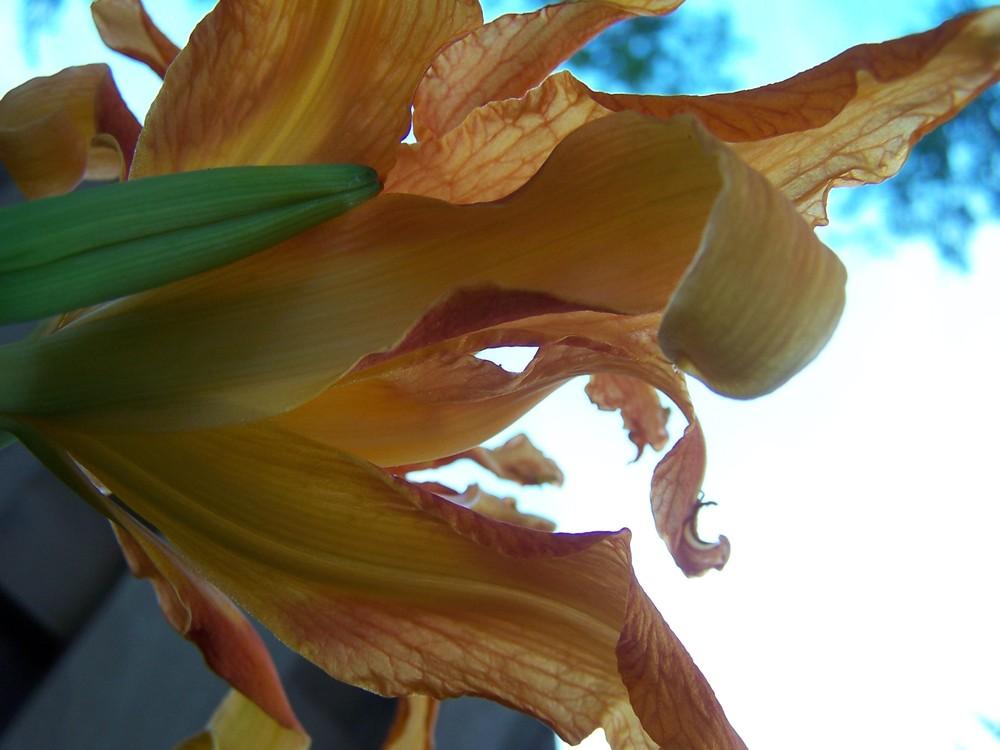 Photo of Ditch Lily (Hemerocallis fulva) uploaded by sherrilosee