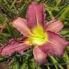 Photo Courtesy of Sugar Bay Daylilies. Used with Permission.